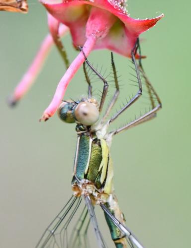 Chalcolestes viridis